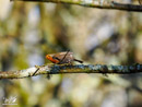 Robin - Rudzik